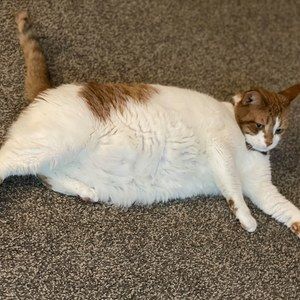 Meet your Posher, Oliver